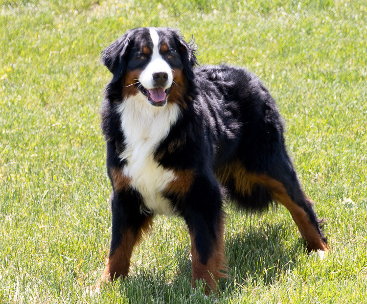 Millie Female Bernese Mountain Dog millie-female-bernese-mountain-dog